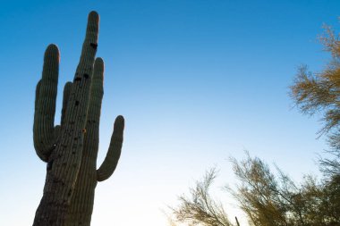 Muhteşem bir saguaro kaktüsü Arizona Çölü 'nün üzerinde yükseliyor. Geniş, berrak gökyüzüne karşı silueti var. Çöl manzarasının sıcak renkleri kaktüsün ötesine uzanır ve ikonik Arizona vahşi doğasını huzurlu ve büyüleyici bir şekilde gösterir. Bu...