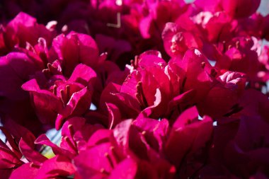 Canlı bir bougainvillea çiçeği sergisi, yemyeşil yapraklara karşı çok güzel tezat oluşturan zengin mor yapraklar sergiliyor. Bu çarpıcı bitki rengarenk frenleriyle bilinir, bahçeler ve arazi örtüsüne renk katar.