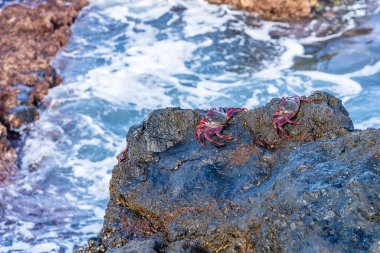 Grapsus adscensionis. Red-legged Moorish crab in Gran Canaria, Canary Islands, Spain. High quality photo