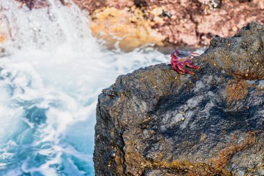 Grapsus adscensionis. Red-legged Moorish crab in Gran Canaria, Canary Islands, Spain. High quality photo