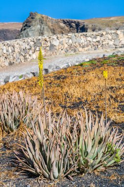 Aloe Vera plant on the coast of Gran Canaria, Canary Islands, Spain. High quality photo