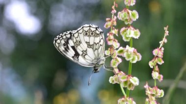 Melanargia galaksisi. Baharda çayırdaki güzel siyah beyaz kelebek. Yüksek kalite 4k görüntü