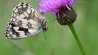 Melanargia galaksisi. Baharda çayırdaki güzel siyah beyaz kelebek. Yüksek kalite 4k görüntü