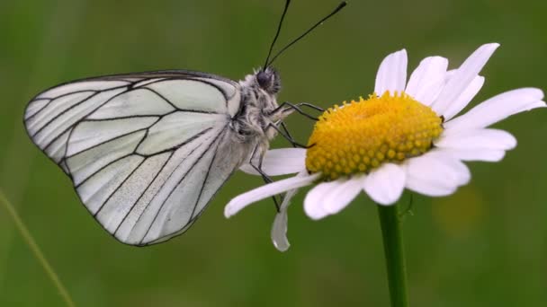 Aporia Crataegi Baharda Papatyada Güzel Beyaz Bir Kelebek Yüksek Kalite — Stok video