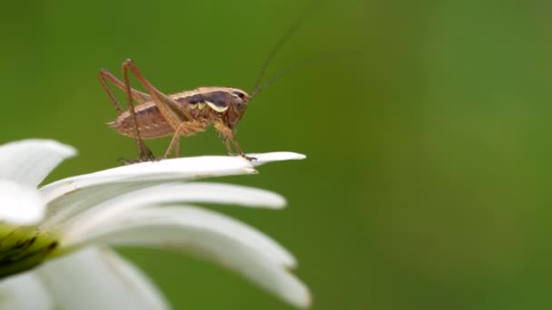 Grasshopper Planta Helecho Prado Primavera Imágenes Alta Calidad — Vídeos de Stock