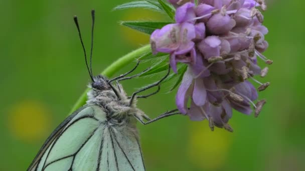 アポリア クラテギ 春のデイジーに美しい白い蝶 高品質4K映像 — ストック動画