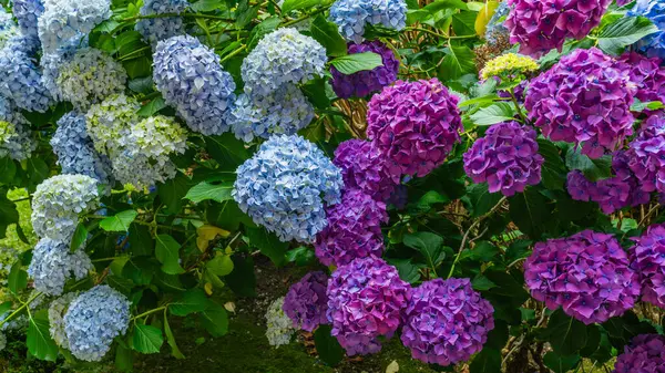 Galiçya 'nın Santiago de Compostela kentindeki Fonseca Sarayı' nın avlusundaki güzel ortancalar. Yüksek kalite fotoğraf