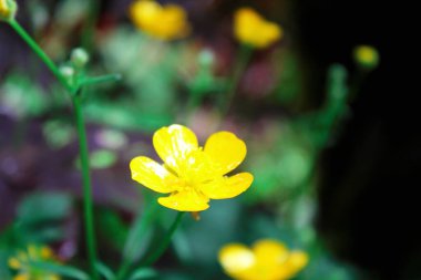 Yeşil bulanık arkaplan üzerinde parlak sarı çiçekler