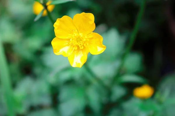 Élénk Sárga Virágok Ellen Zöld Homályos Háttér — Stock Fotó