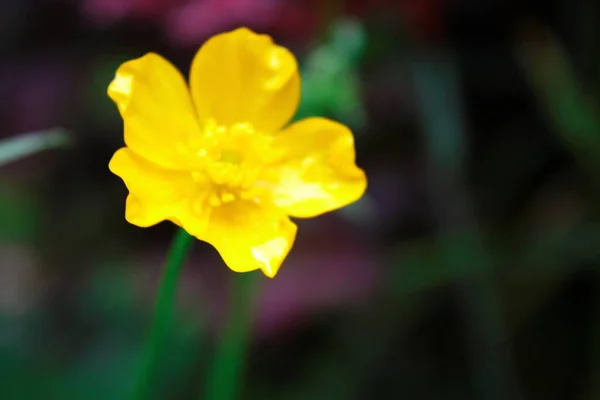 Jasně Žluté Květy Zeleném Pozadí Rozmazání — Stock fotografie