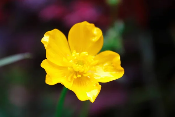 Bright Yellow Flowers Green Blur Background — Stock Photo, Image