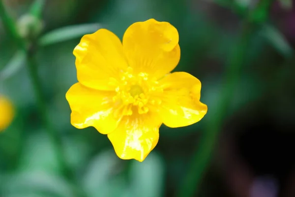 Flores Color Amarillo Brillante Sobre Fondo Borroso Verde — Foto de Stock