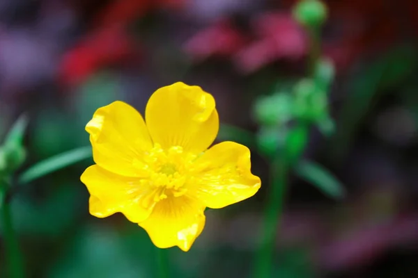 Yeşil Bulanık Arkaplan Üzerinde Parlak Sarı Çiçekler — Stok fotoğraf