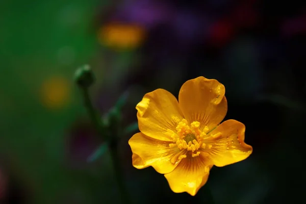 Leuchtend Gelbe Blüten Vor Grünem Hintergrund — Stockfoto