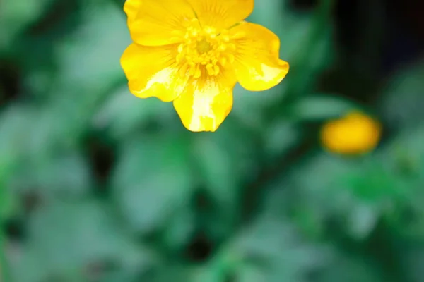 Flores Color Amarillo Brillante Sobre Fondo Borroso Verde — Foto de Stock