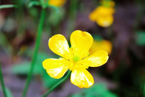 Яркие Желтые Цветы Зеленом Фоне Размытия — стоковое фото