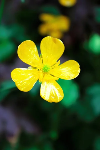 Yeşil Bulanık Arkaplan Üzerinde Parlak Sarı Çiçekler — Stok fotoğraf