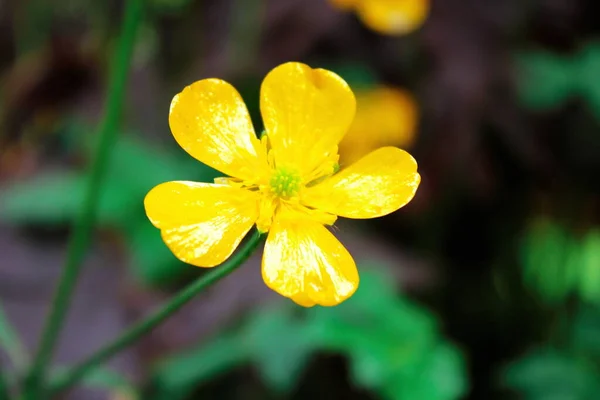 Fleurs Jaune Vif Sur Fond Flou Vert — Photo