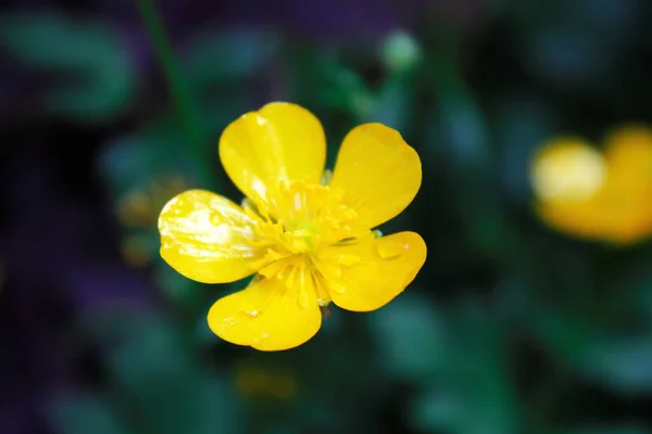 Яскраві Жовті Квіти Фоні Зеленого Розмиття — стокове фото