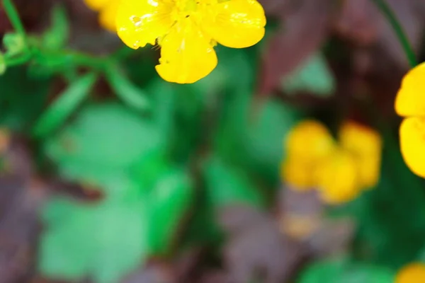 Яскраві Жовті Квіти Фоні Зеленого Розмиття — стокове фото