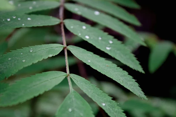 上に露のある熱帯雨林の葉 — ストック写真