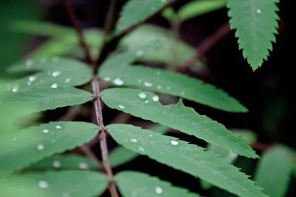 Листя Тропічних Лісах Росою Зверху — стокове фото