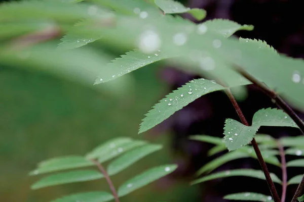 上に露のある熱帯雨林の葉 — ストック写真
