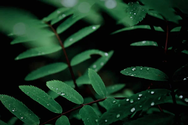 Листья Тропических Лесах Росой Сверху — стоковое фото