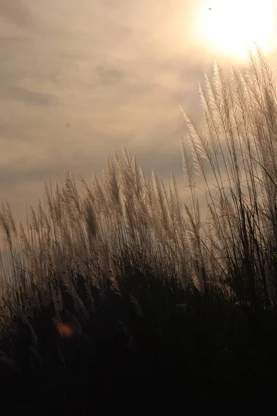 リラックスした朝の花草朝の光の中の草原草 — ストック写真