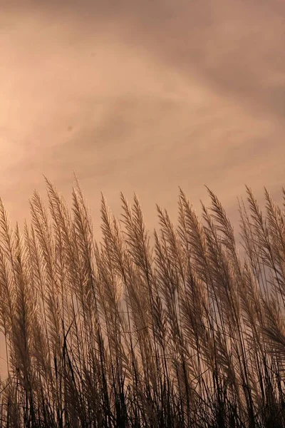 リラックスした朝の花草朝の光の中の草原草 — ストック写真