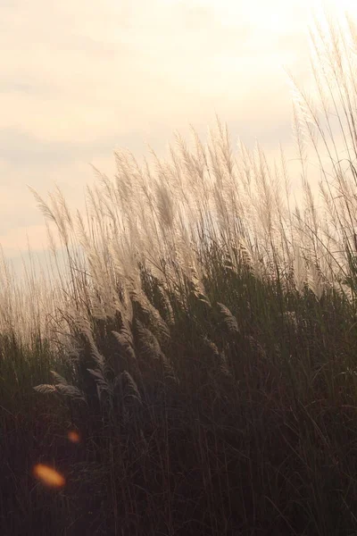 Квіткова Трава Розслаблений Ранковий Час Трава Прері Ранковому Світлі — стокове фото