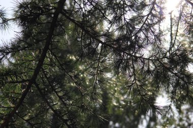 Sabahları çam yapraklarının arkasında güneş ışığı vardır..