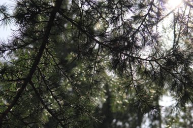 Sabahları çam yapraklarının arkasında güneş ışığı vardır..