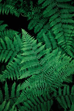 Mobile phone wallpaper dark green pine leaves, dark green fern backdrop, fern leaf backdrop top view.