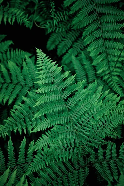 Mobile Phone Wallpaper Dark Green Pine Leaves Dark Green Fern —  Fotos de Stock