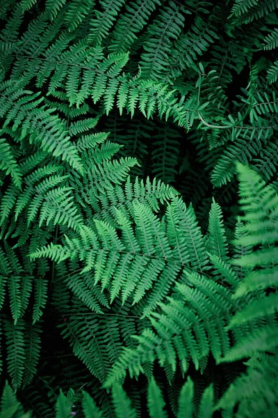 Mobile Phone Wallpaper Dark Green Pine Leaves Dark Green Fern — Stock Fotó