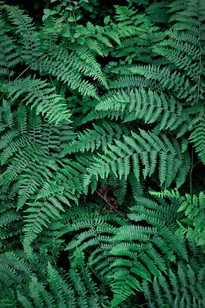 Mobile Phone Wallpaper Dark Green Pine Leaves Dark Green Fern — Foto Stock