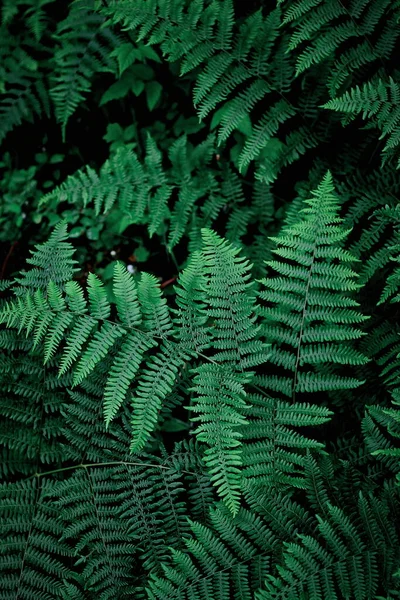 携帯電話の壁紙濃い緑の松の葉 濃い緑のシダの背景 シダの葉の背景トップ表示 — ストック写真
