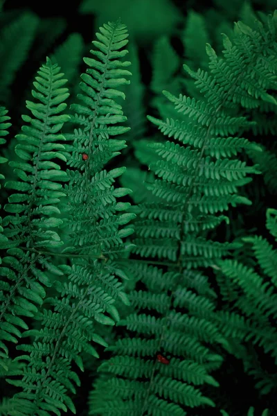 Mobile Phone Wallpaper Dark Green Pine Leaves Dark Green Fern — Foto de Stock