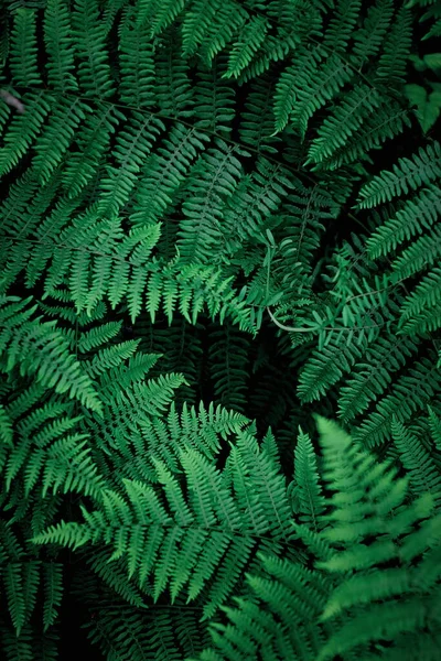 Mobile Phone Wallpaper Dark Green Pine Leaves Dark Green Fern — Stockfoto