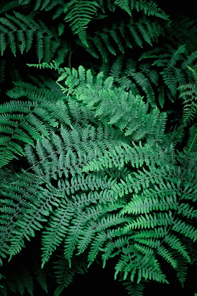 Mobile Phone Wallpaper Dark Green Pine Leaves Dark Green Fern — Φωτογραφία Αρχείου