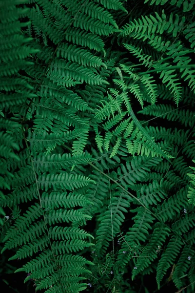 Mobile Phone Wallpaper Dark Green Pine Leaves Dark Green Fern — Fotografia de Stock