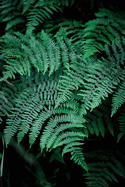 Mobile Phone Wallpaper Dark Green Pine Leaves Dark Green Fern — Φωτογραφία Αρχείου
