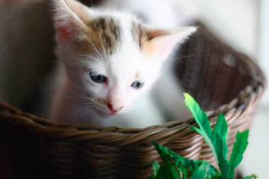 Hasır sepetteki şirin kedi yavrusu. Seçici odak.