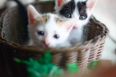 Hasır sepetteki şirin kedi yavrusu. Seçici odak.
