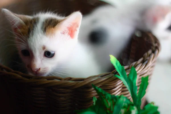 Roztomilé Koťátko Proutěném Košíku Selektivní Zaměření — Stock fotografie