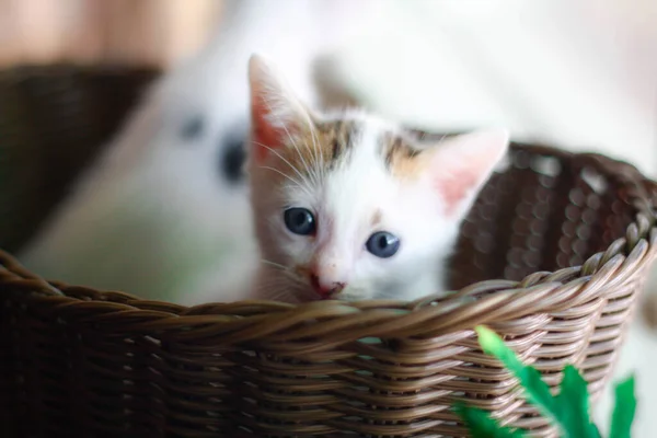 Niedliches Kleines Kätzchen Weidenkorb Selektiver Fokus — Stockfoto