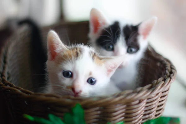 可爱的小猫在柳条篮里 有选择的重点 — 图库照片