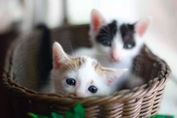 Cute Little Kitten Wicker Basket Selective Focus — Stock Photo, Image
