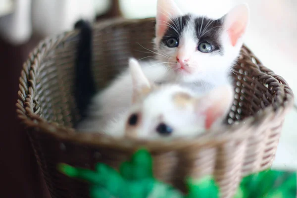 Cute Little Kitten Wicker Basket Selective Focus — Stock Photo, Image